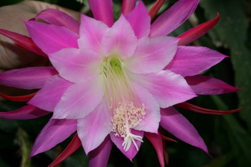 Pink and purple orchid cactus flower with bright center and long petals