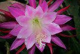 Epiphyllum, Orchid Cactus, CHIYO MATSUMIYA , Don's Quart pots APRIL/1 Orchids