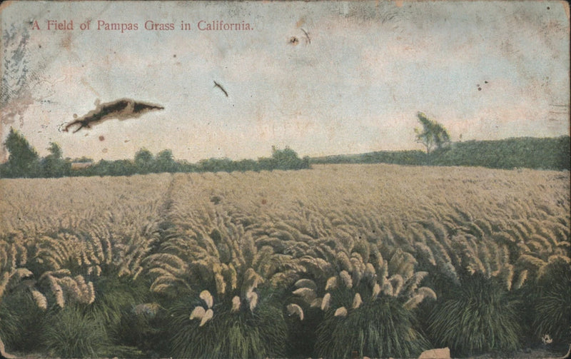 Fresno, California CA Field of Pampas Grass 1907 Reedley Original Vintage Pampas Grass