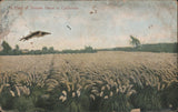 Fresno, California CA Field of Pampas Grass 1907 Reedley Original Vintage Pampas Grass