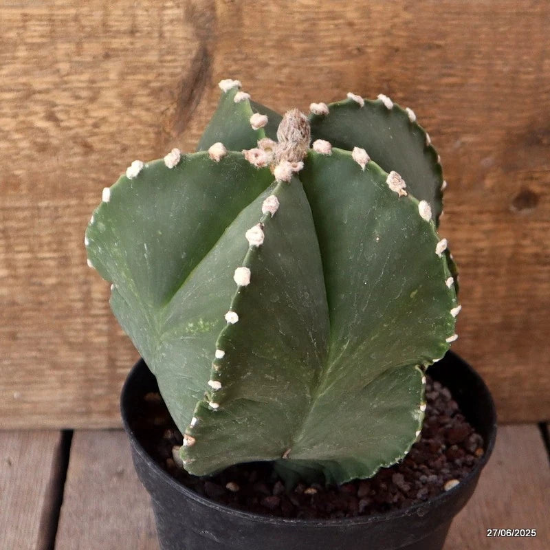D4916 ASTROPHYTUM MYRIOSTIGMA NUDUM pot14-H17-W14 cm MaMa Cactus Green Plant