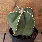 D4916 ASTROPHYTUM MYRIOSTIGMA NUDUM pot14-H17-W14 cm MaMa Cactus Green Plant