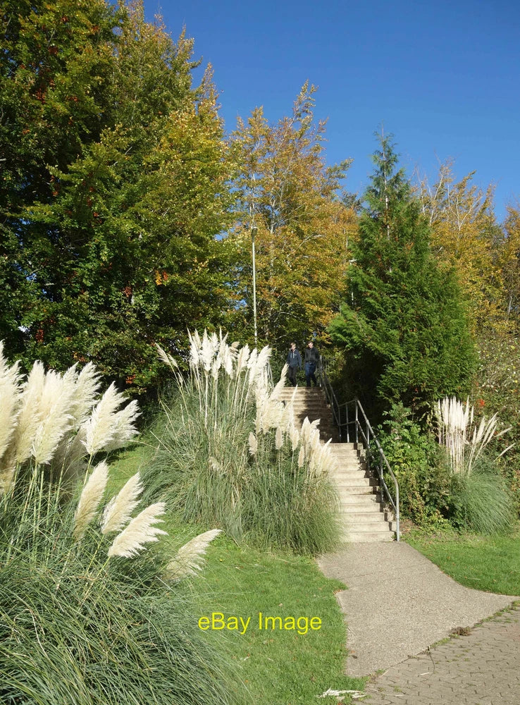 Photo 12x8 Pampas Grass Eastrop Park Part of a pleasant town centre park. c2021 Pampas Grass