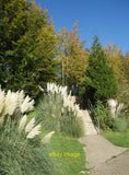 Photo 12x8 Pampas Grass Eastrop Park Part of a pleasant town centre park. c2021 Pampas Grass