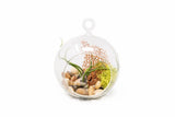 Tilllandsia Bulbosa Air Plant and Sea fan Terrarium with Moss & Stones - Bulk Green Plant