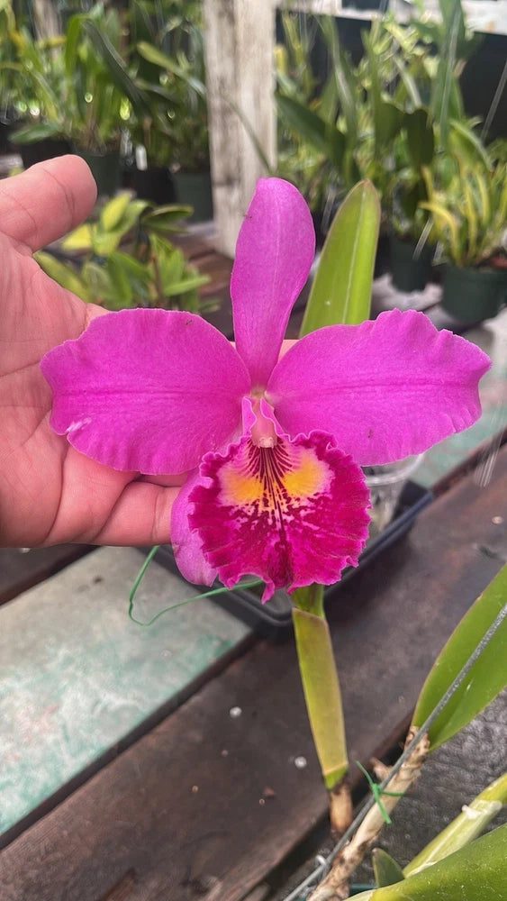 Pink and purple orchid flower with yellow center and green leaves