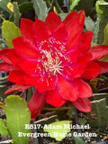 Red orchid cactus bloom with white stamens on green pads, in small starter pot