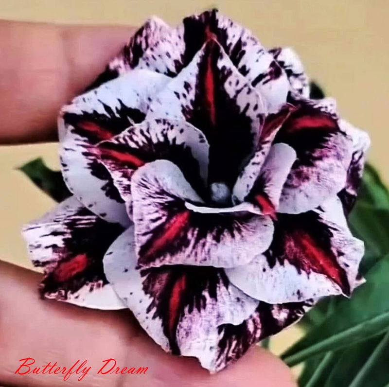 New! Adenium Obesum Desert Rose " Butterfly_Dream " very Fresh 150 Seeds Roses