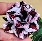 New! Adenium Obesum Desert Rose " Butterfly_Dream " very Fresh 150 Seeds Roses