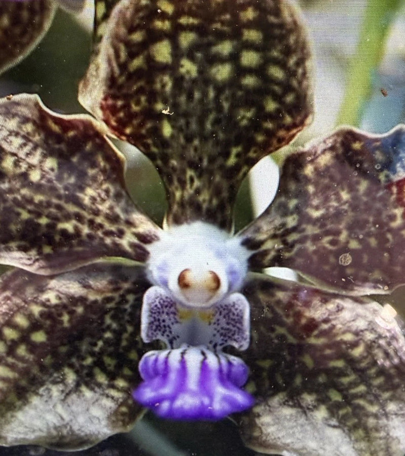 Orchid Plant Vanda Mimi Palmer 2 in pot seedling Orchids
