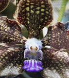 Orchid Plant Vanda Mimi Palmer 2 in pot seedling Orchids