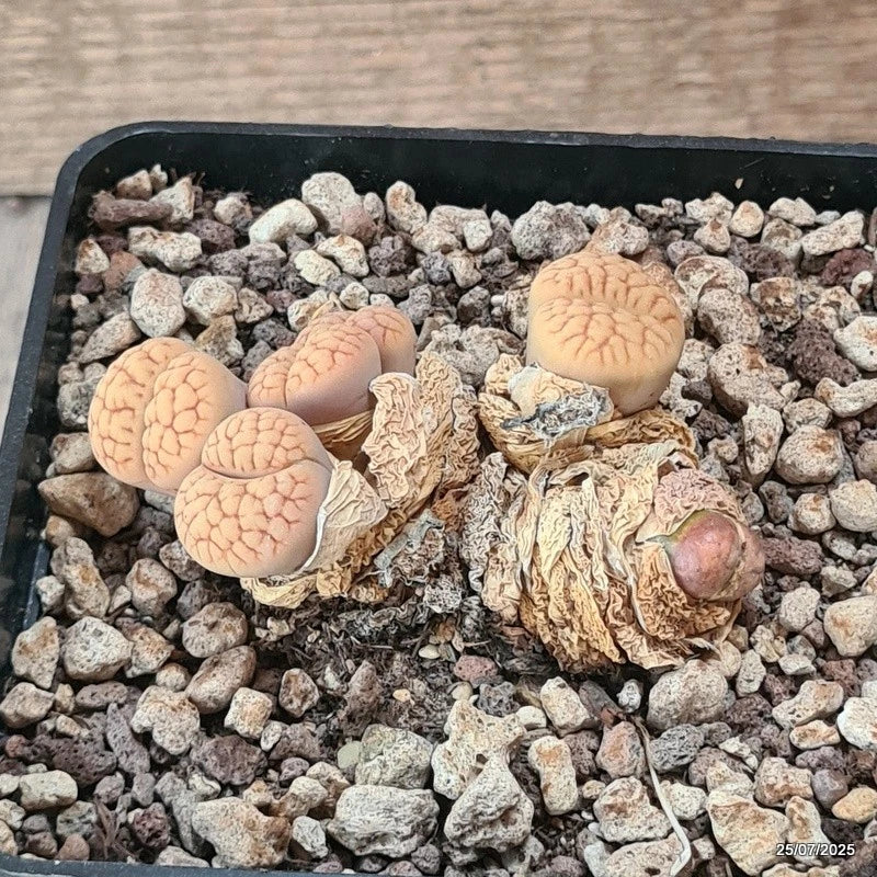 D5549 LITHOPS HOOKERI V. LUTGA C38 pot10-H3,5-W7 cm MaMa Cactus Green Plant
