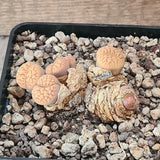 D5549 LITHOPS HOOKERI V. LUTGA C38 pot10-H3,5-W7 cm MaMa Cactus Green Plant