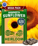 Mammoth Sunflower Seeds 520+ Giant for Planting Bulk Packet Heirloom HOME GROWN Sunflower