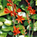 12  RED SWORDFISH CROCOSMIA SEEDS Garden Plants
