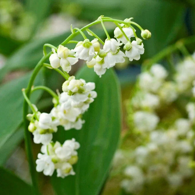 Lily of the Valley (Convallaria Majalis) Bare-root Lily