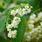 Lily of the Valley (Convallaria Majalis) Bare-root Lily