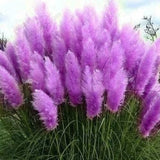 200 Purple Pampas Grass Seeds Perennial Flowering Ornimental Grass Pampas Grass
