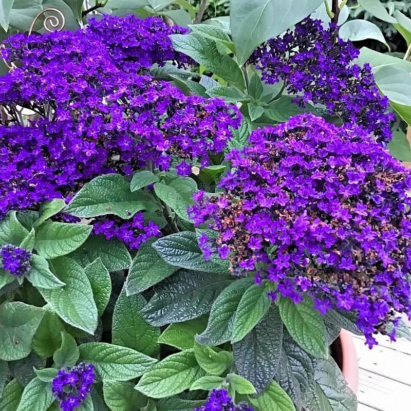 Set 2 Heliotrope Fragrant Delight Starter Plants - 3-6" Tall - Violet Cluster Flowering Plants