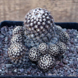 D3186 THELOCEPHALA FULVA pot12-H9-W9 cm MaMa Cactus Green Plant