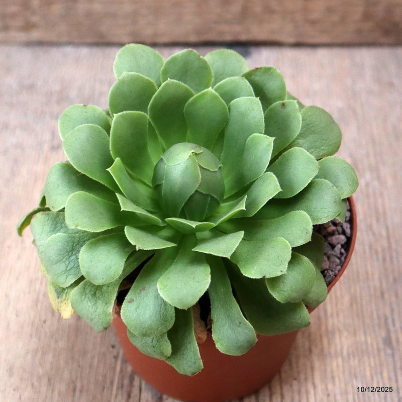D7696 AEONIUM WHEELS OF GREENIFICATION pot10-H7-W11 cm MaMa Cactus Green Plant