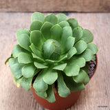 D7696 AEONIUM WHEELS OF GREENIFICATION pot10-H7-W11 cm MaMa Cactus Green Plant