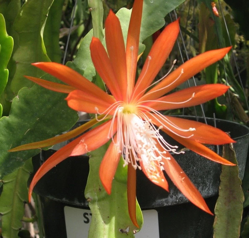 Orange orchid cactus flower in black nursery pot with green segmented stems