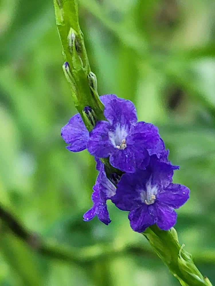 Purple nectar plant flower cluster on green stem