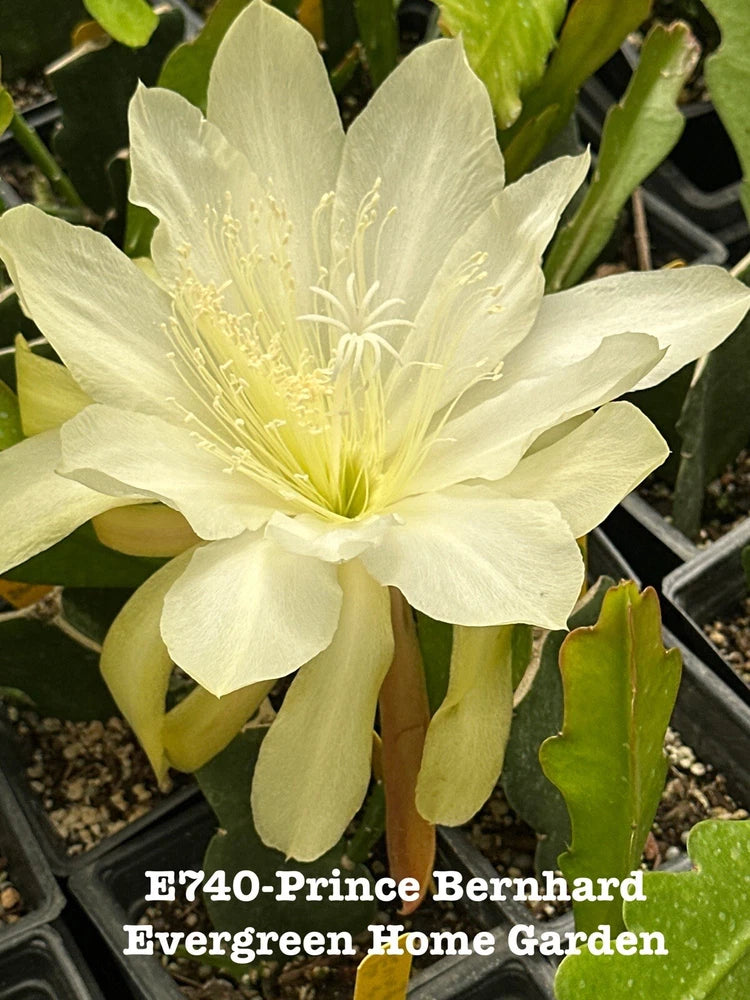 Orchid cactus bloom with pale yellow petals in a small starter pot