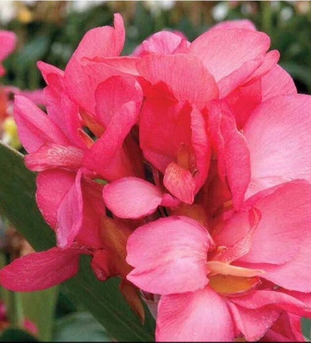 Pink canna lily flower cluster with layered petals and yellow center