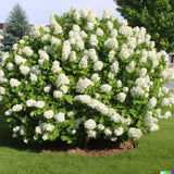50 Hydrangea Seeds - White Flower Bush, Hedge, Shrub | Hydrangea quercifolia Flowering Plants