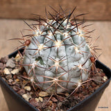 D1675 ACANTHOCALYCIUM GLAUCUM pot8-H7-W7 cm MaMa Cactus Green Plant