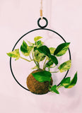 Ornamental plant in handmade pot, choose your favorite plant. Orchids