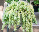 Fresh Burrows Tail Plant Cutting for Succulent Propogation Indoor Garden Cactus Garden Plants