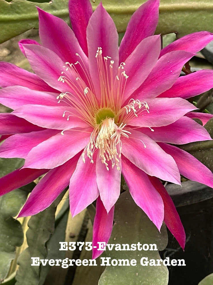 Pink orchid cactus flower in a 4 in starter pot with multiple star-shaped petals