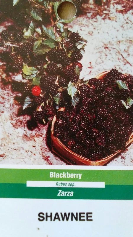Blackberry shrub plant in a pot with dark berries and green leaves