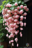 25+ Light Pink Weeping Begonia Seeds for Garden Planting - USA - FREE SHIPPING! Garden Plants