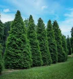 10 Green Giant Tree  Arbovitae Thuja Plicata Evergreen Tree Starter Green Plant