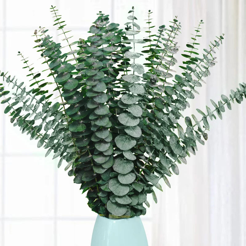 Preserved eucalyptus stems bouquet with green round leaves on bundled branches