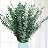 20 Pcs Preserved Dried Eucalyptus Stems, 17 Natural Fresh Eucalyptus Branches... Dried Flower