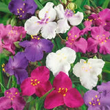 20+ TRADESCANTIA SPIDERWORT FLOWER SEEDS MIX / PERENNIAL Flowering Plants