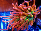 Live Coral  DREEF BLACK WIDOW BTA BUBBLE TIP ANEMONE  WYSIWYG Anemone