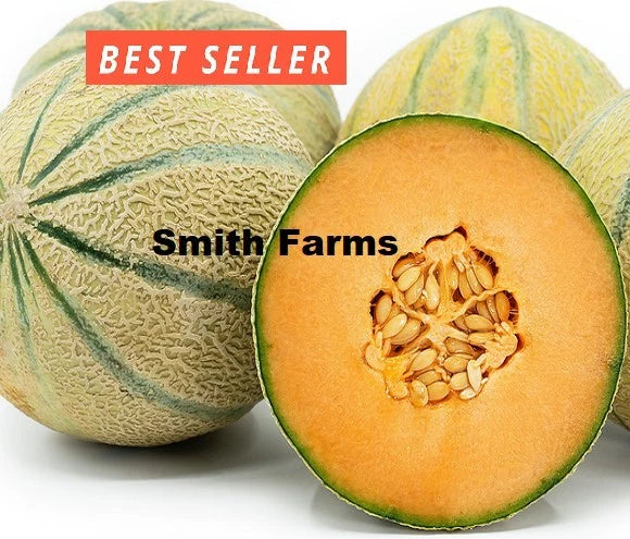 10+ Seeds Cavaillon Melon Cantaloupe Easy Vegetable Garden Planting Edible Garden Plants