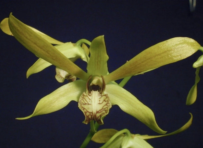 Yellow dendrobium orchid flower with green leaves on a hanging pot plant