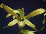 Dendrobium mirbelianum - Large Plant - 5Ó Hanging Pot Orchids