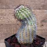 D3649 ISLAYA GRANDIS pot14-H19-W9 cm MaMa Cactus Green Plant