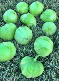 Tomatillo Seeds Box Garden Seeds LLC Giant Green Heirloom Mexican Garden Plants