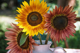 100 AUTUMN BEAUTY SUNFLOWER Helianthus Annuus Flower Seeds Sunflower