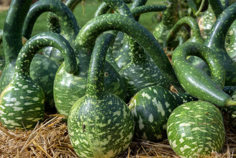 15 SPECKLED SWAN GOURD SEEDS FRESH HARVEST FOR GARDENS Garden Plants