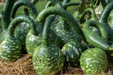 15 SPECKLED SWAN GOURD SEEDS FRESH HARVEST FOR GARDENS Garden Plants
